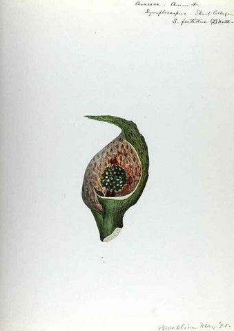Reproducción/Reproduction 24851295951: [Water-color sketches of plants of North America and Europe]. 
