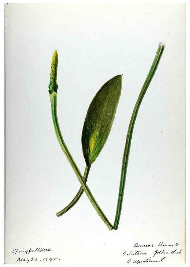 Reproducción/Reproduction 24851298471: [Water-color sketches of plants of North America and Europe]. 