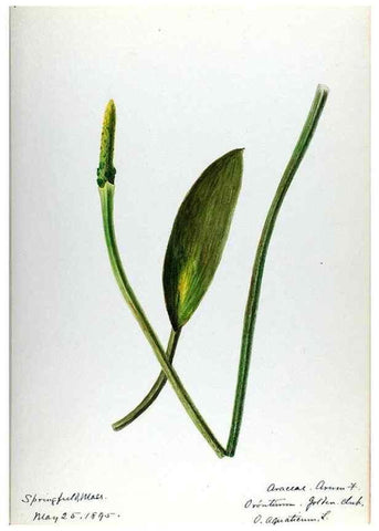 Reproducción/Reproduction 24851298471: [Water-color sketches of plants of North America and Europe]. 
