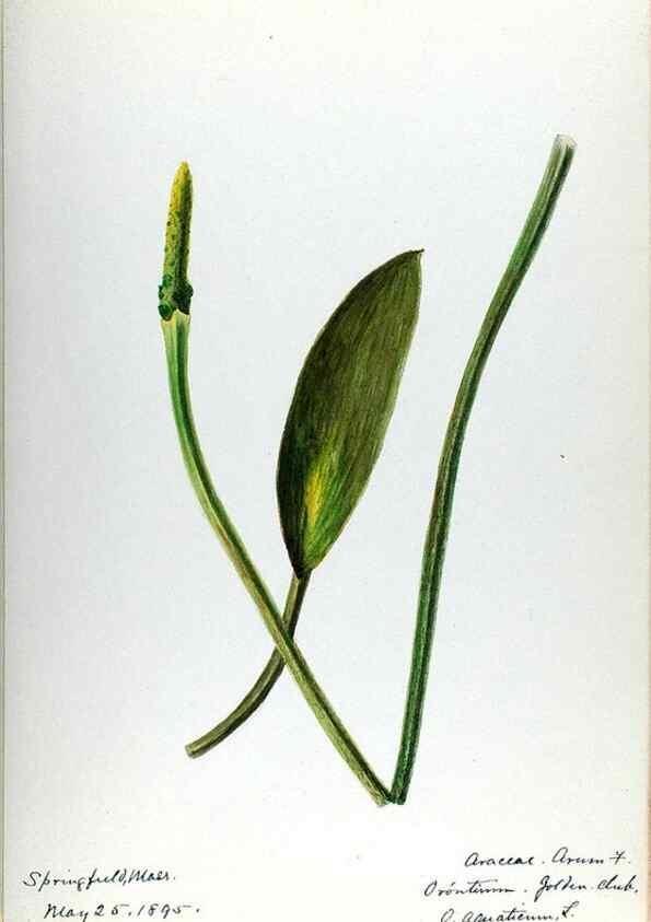 Reproducción/Reproduction 24851298471: [Water-color sketches of plants of North America and Europe]. 