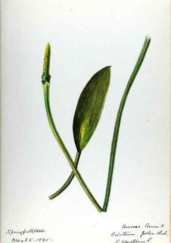 Reproducción/Reproduction 24851298471: [Water-color sketches of plants of North America and Europe]. 