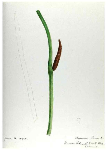 Reproducción/Reproduction 24314042834: [Water-color sketches of plants of North America and Europe]. 