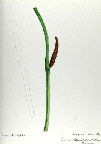 Reproducción/Reproduction 24314042834: [Water-color sketches of plants of North America and Europe]. 