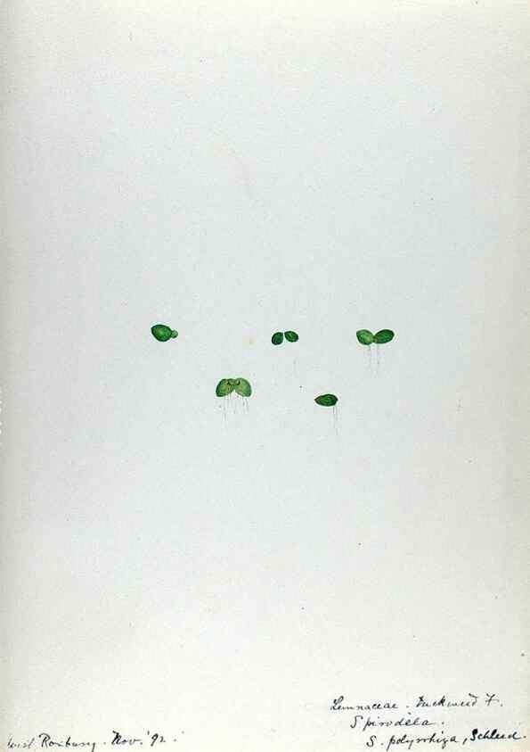 Reproducción/Reproduction 24826669762: [Water-color sketches of plants of North America and Europe]. 