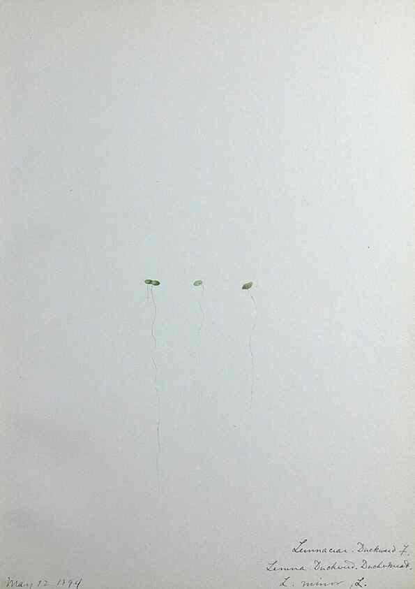 Reproducción/Reproduction 24317793383: [Water-color sketches of plants of North America and Europe]. 