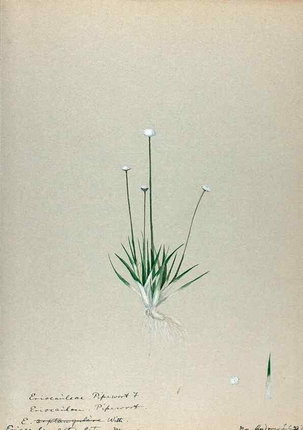 Reproducción/Reproduction 24918355276: [Water-color sketches of plants of North America and Europe]. 