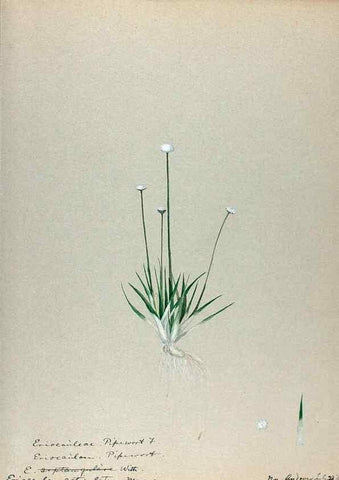 Reproducción/Reproduction 24918355276: [Water-color sketches of plants of North America and Europe]. 