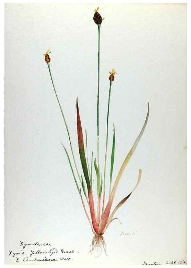 Reproducción/Reproduction 24314058754: [Water-color sketches of plants of North America and Europe]. 