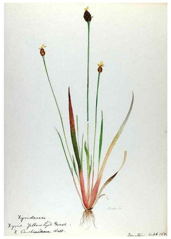 Reproducción/Reproduction 24314058754: [Water-color sketches of plants of North America and Europe]. 