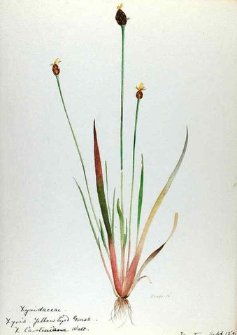 Reproducción/Reproduction 24314058754: [Water-color sketches of plants of North America and Europe]. 