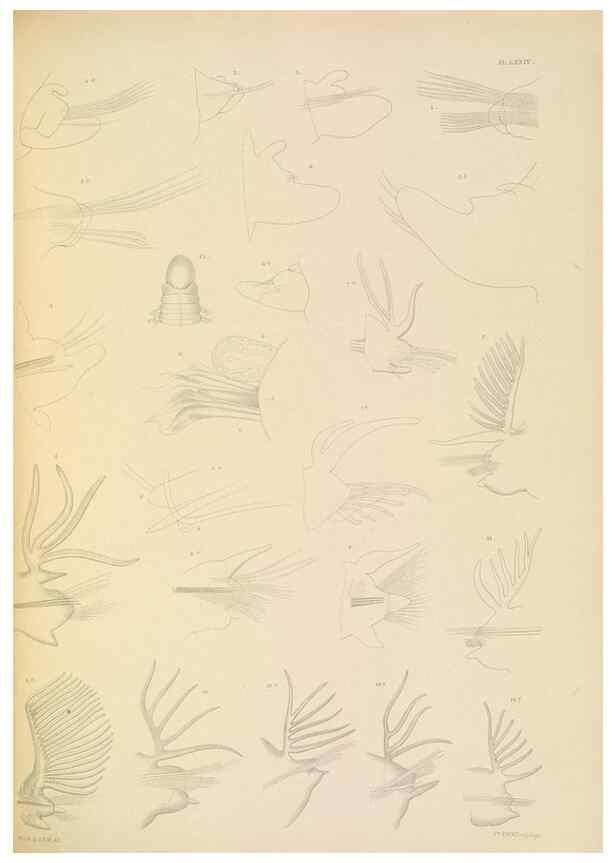 Reproducción/Reproduction 24593261129: A monograph of the British marine annelids.. London,The Ray society,1873/1900-1922/23.
