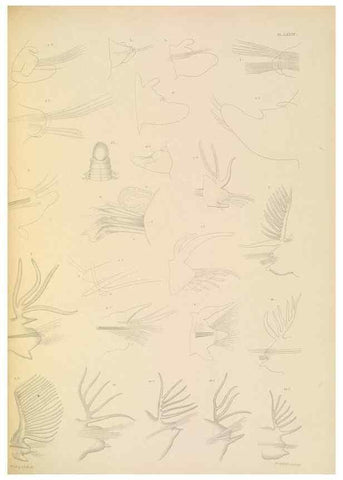 Reproducción/Reproduction 24593261129: A monograph of the British marine annelids.. London,The Ray society,1873/1900-1922/23.