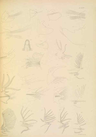 Reproducción/Reproduction 24593261129: A monograph of the British marine annelids.. London,The Ray society,1873/1900-1922/23.