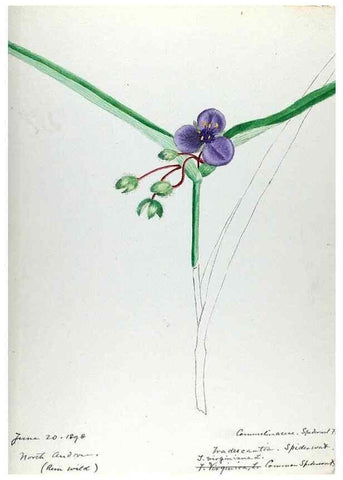 Reproducción/Reproduction 24649163840: [Water-color sketches of plants of North America and Europe]. 
