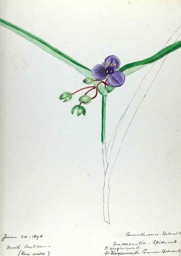 Reproducción/Reproduction 24649163840: [Water-color sketches of plants of North America and Europe]. 