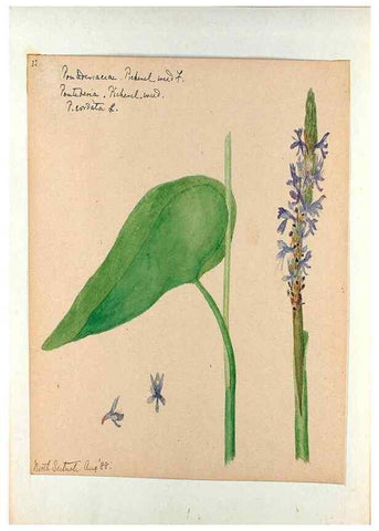 Reproducción/Reproduction 24826697592: [Water-color sketches of plants of North America and Europe]. 