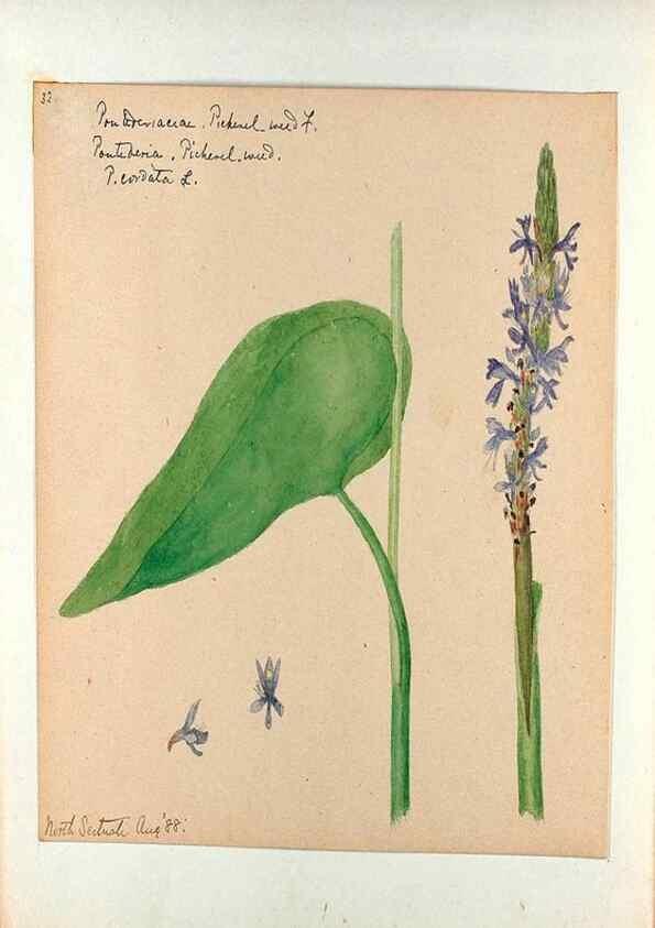 Reproducción/Reproduction 24826697592: [Water-color sketches of plants of North America and Europe]. 