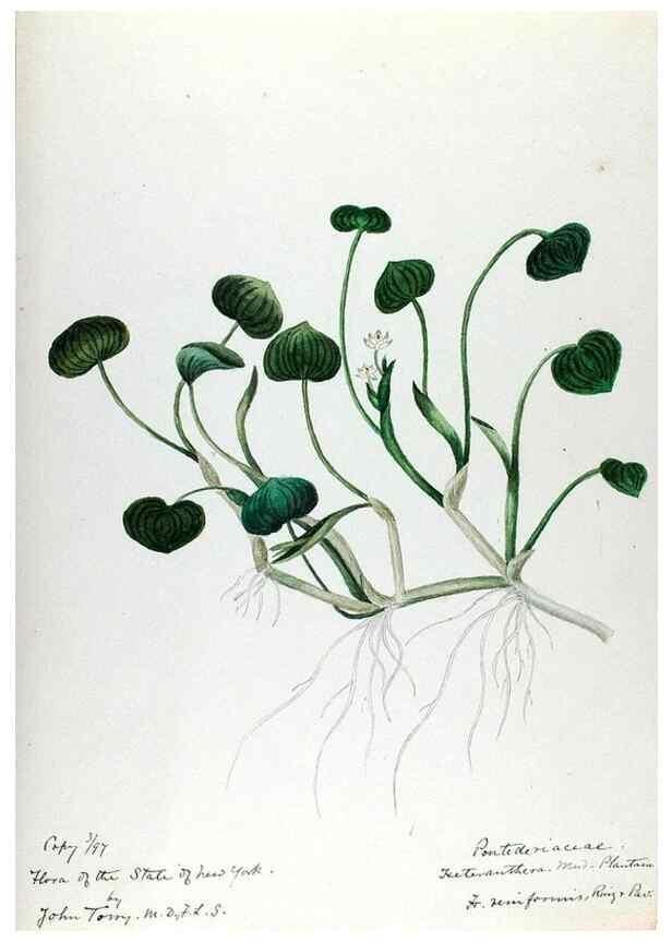 Reproducción/Reproduction 24577036599: [Water-color sketches of plants of North America and Europe]. 