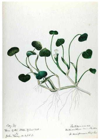 Reproducción/Reproduction 24577036599: [Water-color sketches of plants of North America and Europe]. 