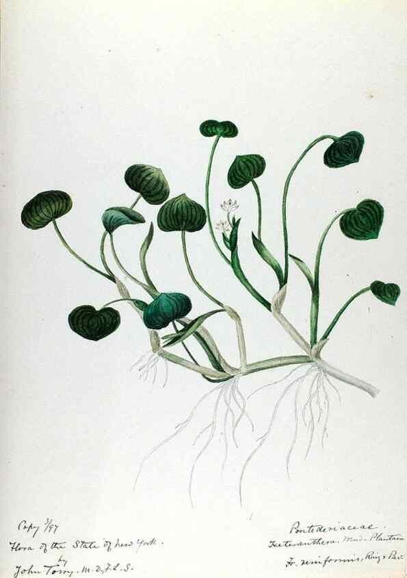 Reproducción/Reproduction 24577036599: [Water-color sketches of plants of North America and Europe]. 