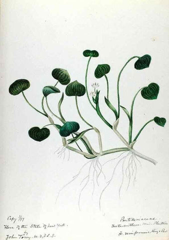 Reproducción/Reproduction 24577036599: [Water-color sketches of plants of North America and Europe]. 