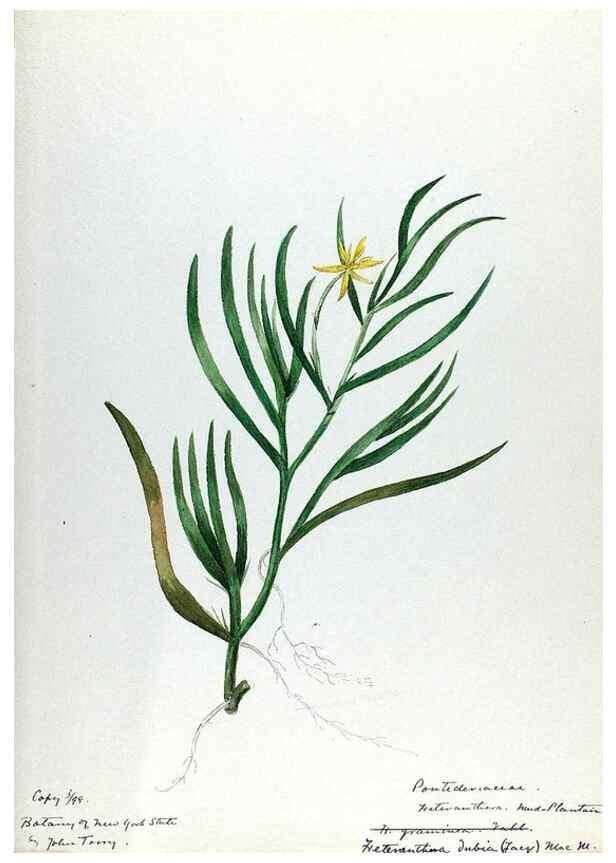 Reproducción/Reproduction 24851336891: [Water-color sketches of plants of North America and Europe]. 