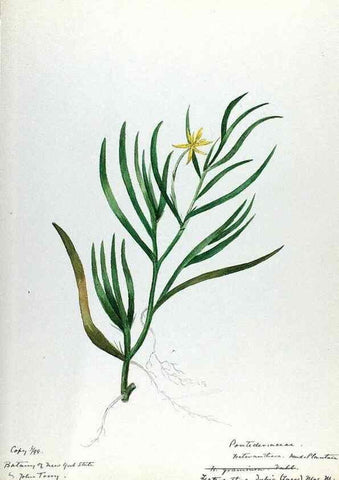 Reproducción/Reproduction 24851336891: [Water-color sketches of plants of North America and Europe]. 