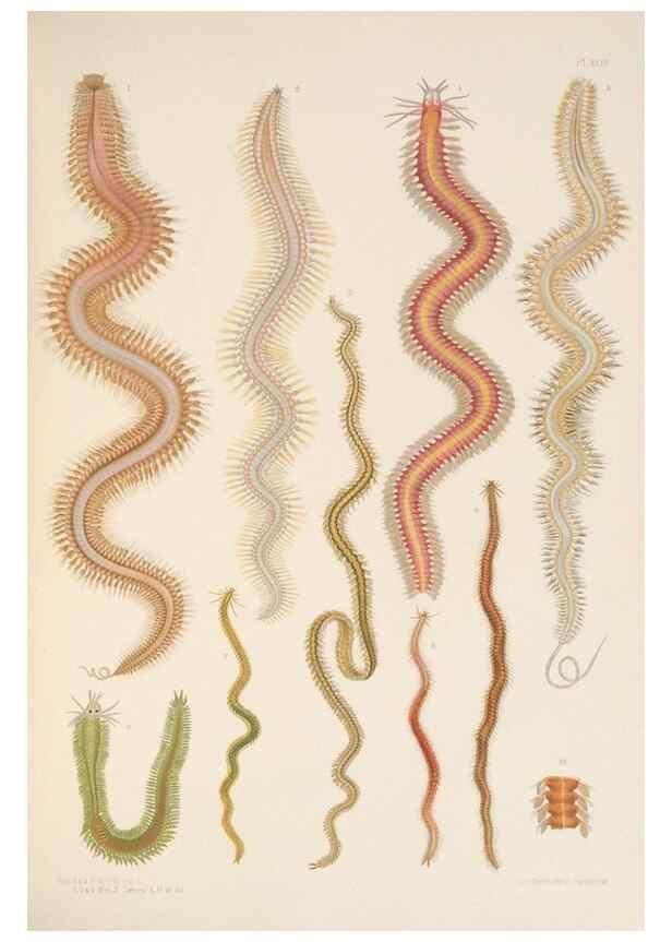 Reproducción/Reproduction 24329850374: A monograph of the British marine annelids.. London,The Ray society,1873/1900-1922/23.