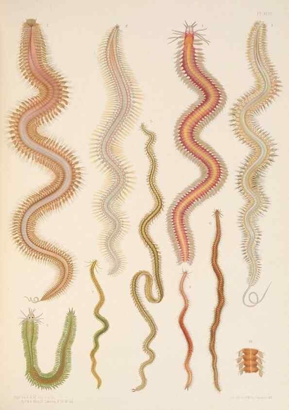 Reproducción/Reproduction 24329850374: A monograph of the British marine annelids.. London,The Ray society,1873/1900-1922/23.