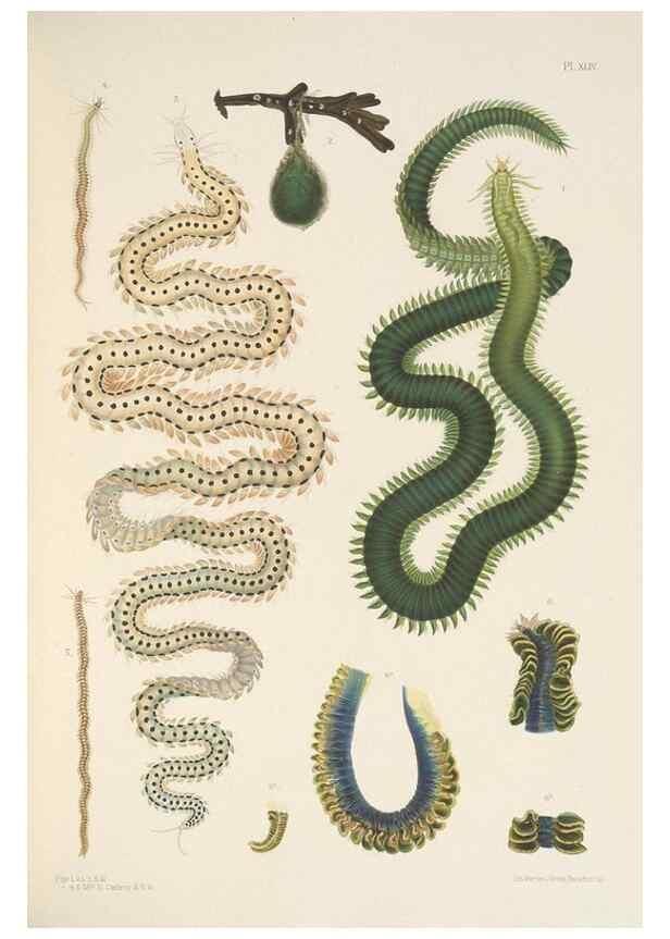 Reproducción/Reproduction 24592830699: A monograph of the British marine annelids.. London,The Ray society,1873/1900-1922/23.