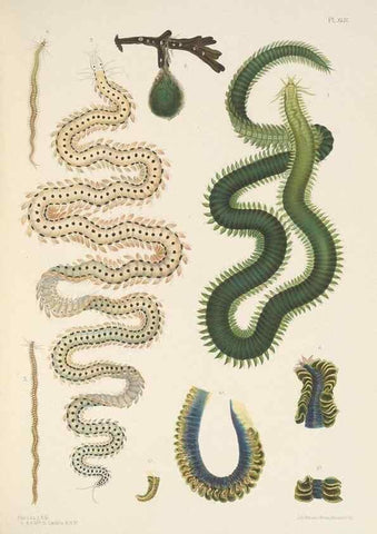 Reproducción/Reproduction 24592830699: A monograph of the British marine annelids.. London,The Ray society,1873/1900-1922/23.