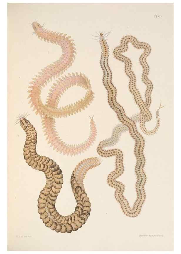 Reproducción/Reproduction 24592835329: A monograph of the British marine annelids.. London,The Ray society,1873/1900-1922/23.
