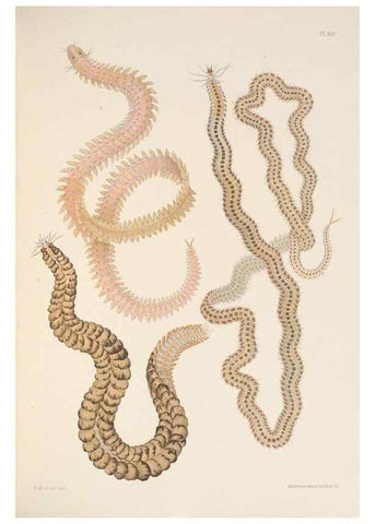 Reproducción/Reproduction 24592835329: A monograph of the British marine annelids.. London,The Ray society,1873/1900-1922/23.