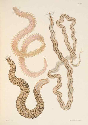 Reproducción/Reproduction 24592835329: A monograph of the British marine annelids.. London,The Ray society,1873/1900-1922/23.