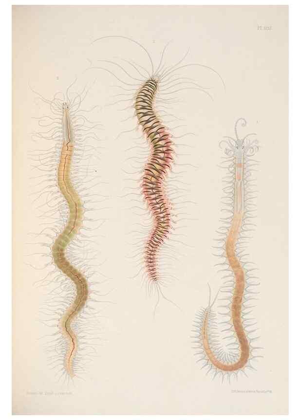 Reproducción/Reproduction 24329863414: A monograph of the British marine annelids.. London,The Ray society,1873/1900-1922/23.