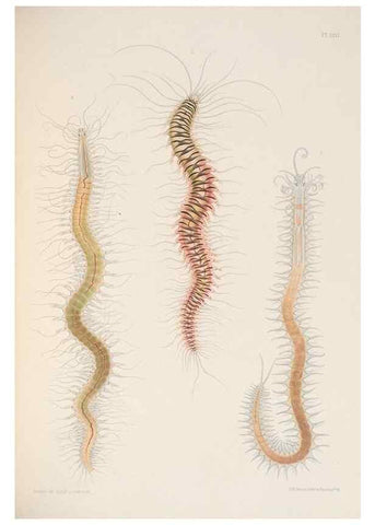Reproducción/Reproduction 24329863414: A monograph of the British marine annelids.. London,The Ray society,1873/1900-1922/23.