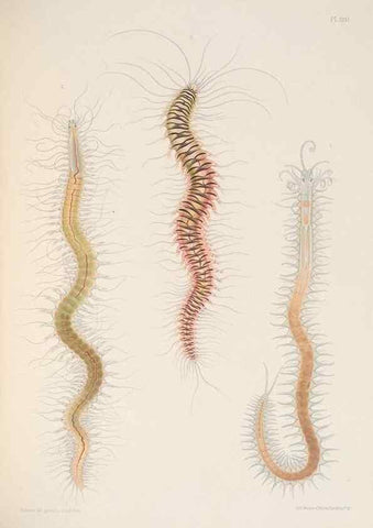 Reproducción/Reproduction 24329863414: A monograph of the British marine annelids.. London,The Ray society,1873/1900-1922/23.