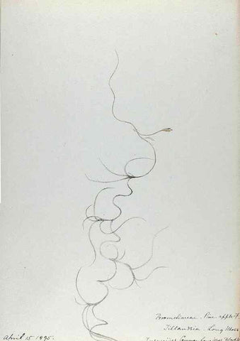 Reproducción/Reproduction 24314068114: [Water-color sketches of plants of North America and Europe]. 