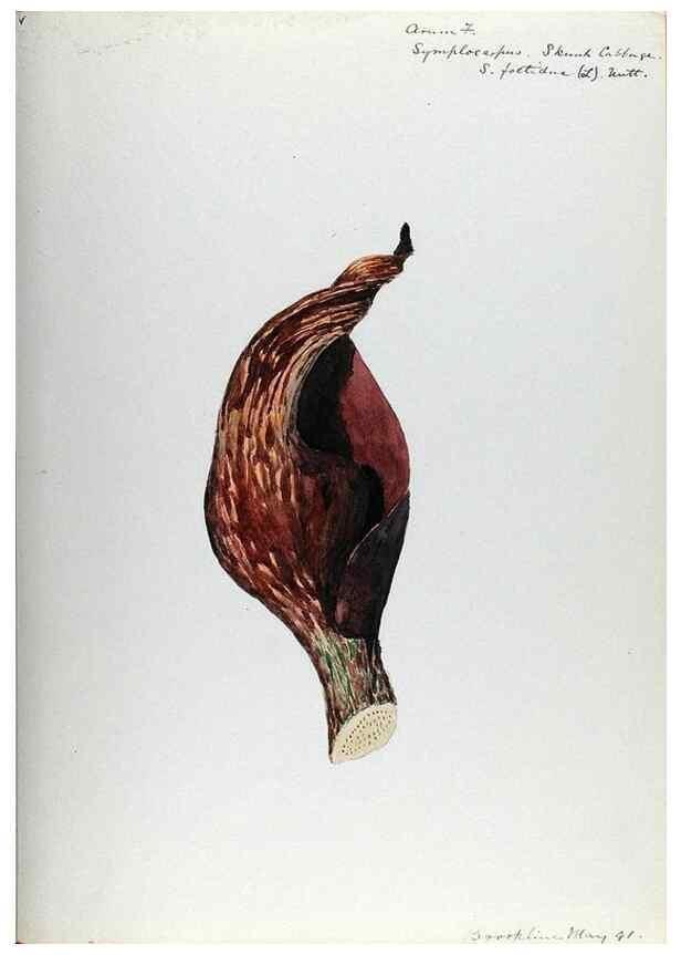 Reproducción/Reproduction 24649134490: [Water-color sketches of plants of North America and Europe]. 