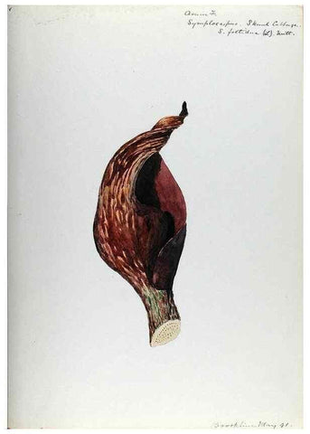 Reproducción/Reproduction 24649134490: [Water-color sketches of plants of North America and Europe]. 