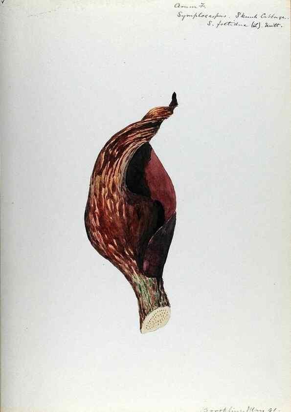 Reproducción/Reproduction 24649134490: [Water-color sketches of plants of North America and Europe]. 