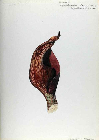 Reproducción/Reproduction 24649134490: [Water-color sketches of plants of North America and Europe]. 