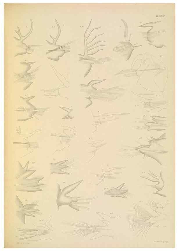 Reproducción/Reproduction 24334044573: A monograph of the British marine annelids.. London,The Ray society,1873/1900-1922/23.