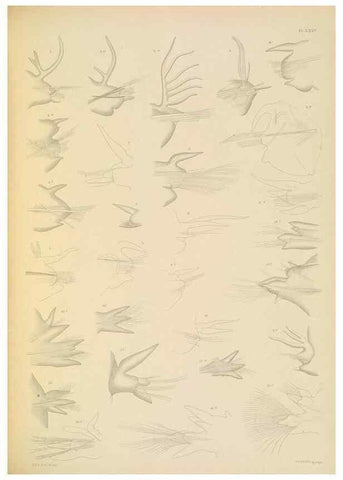 Reproducción/Reproduction 24334044573: A monograph of the British marine annelids.. London,The Ray society,1873/1900-1922/23.