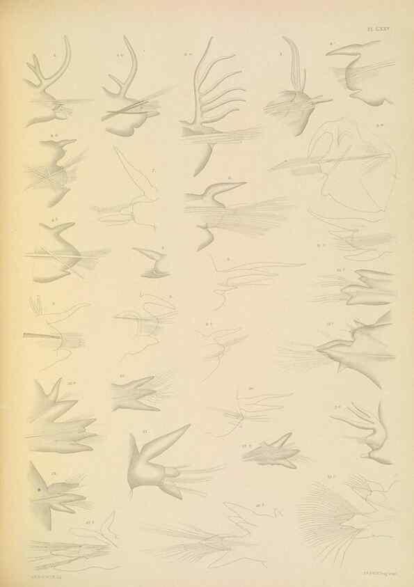 Reproducción/Reproduction 24334044573: A monograph of the British marine annelids.. London,The Ray society,1873/1900-1922/23.