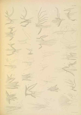 Reproducción/Reproduction 24334044573: A monograph of the British marine annelids.. London,The Ray society,1873/1900-1922/23.