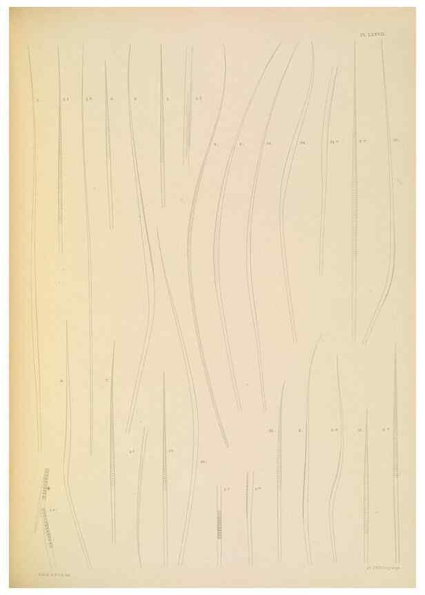 Reproducción/Reproduction 24593271279: A monograph of the British marine annelids.. London,The Ray society,1873/1900-1922/23.