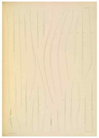 Reproducción/Reproduction 24593271279: A monograph of the British marine annelids.. London,The Ray society,1873/1900-1922/23.