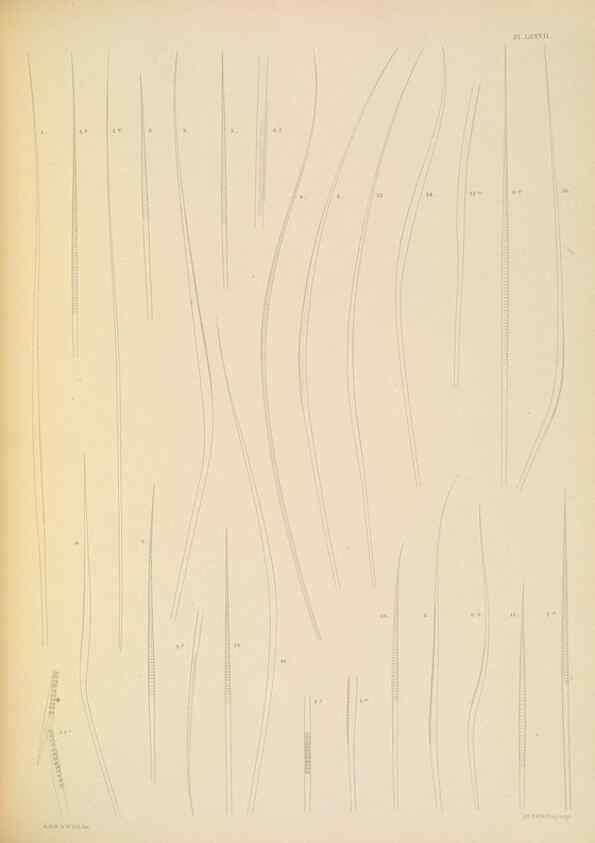 Reproducción/Reproduction 24593271279: A monograph of the British marine annelids.. London,The Ray society,1873/1900-1922/23.