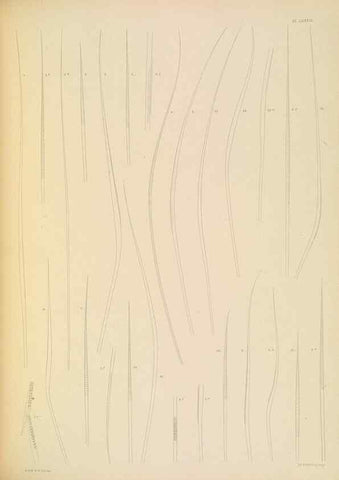 Reproducción/Reproduction 24593271279: A monograph of the British marine annelids.. London,The Ray society,1873/1900-1922/23.